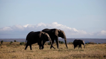 Kenya tourism revenue climbs above pre-Covid levels