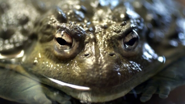 South African researchers find new bullfrog species in Namibia