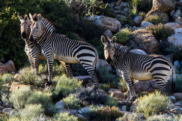 États-Unis : trois rares zèbres de montagne de Hartmann accueillis au zoo Audubon