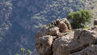 Jami'an leken asirin Turkiyya na ci gaba da fatattakar manyan 'yan ta'addar PKK