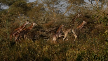 How Giraffes bring peace to Kenyan communities