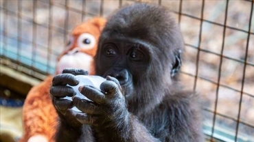 Türkiye asks public to help name baby gorilla smuggled from Nigeria