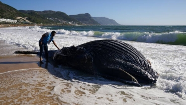Dead whale washes up on Cape Town beach