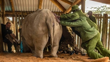 La bataille pour sauver les seuls rhinocéros blancs au monde au Kenya