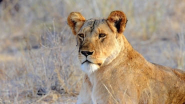 Lion kills zookeeper at Nigerian university