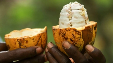 Côte d'Ivoire cocoa farmers worried over poor weather