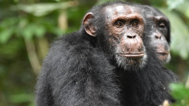 Villagers attack Guinea chimp centre after animal kills baby