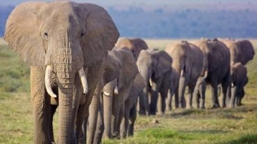 Kenya asks Tanzania to curb hunts amid elephant deaths