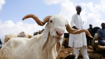 WHO reports anthrax outbreaks in five African countries