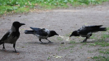 Why Kenya wants to eliminate a million house crows by end of year