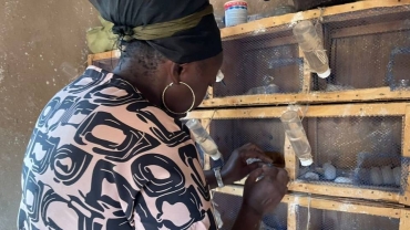 'Why I gave up rearing poultry for mice breeding'