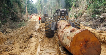Bassin du Congo : les forêts sous pression face à la concurrence des usages