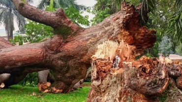 Omuwafu: Uganda’s ‘oldest’ tree dies at 150 years