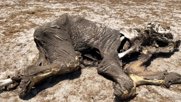 Elephant death toll in drought-hit Zimbabwe park rises