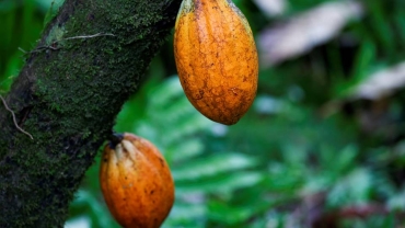 Cocoa farmers in Côte d'Ivoire prepare for main crop