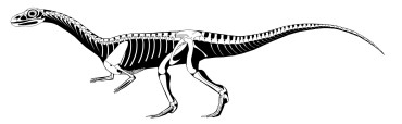 New 210-million-year-old dinosaur species found in Zimbabwe