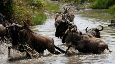 Kenya Wildlife Service rejects wildebeest migration concerns linked to luxury lodge