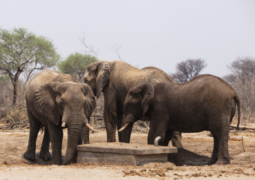 Botswana draws criticism over killing of 23 elephants for independence celebrations