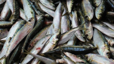 Experts warn of decline in SA's sardine migration