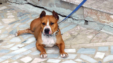 Fatal dog mauling of South African woman sparks calls for tighter rules
