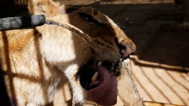 South Africa lion breeders at crossroads