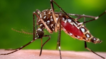 Le Cameroun lance la première vaccination systématique contre le paludisme au monde