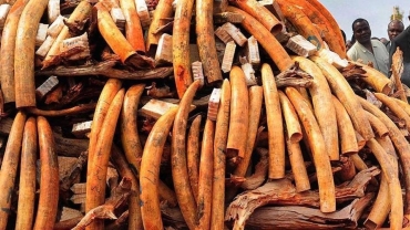 Nigeria: destruction de 2,5 tonnes d'ivoire d'une valeur de 11,2 millions de dollars saisies chez des contrebandiers