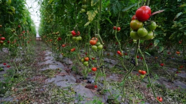 Israel deports Malawi farm workers over contract breach