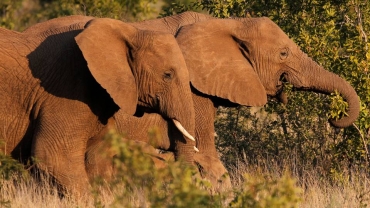 Elephant kills tourist in South Africa's Kruger park