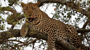 Zambian mother pulls toddler from jaws of leopard in dramatic rescue