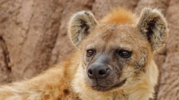 Nigeria captures hyena that had strayed out of game park