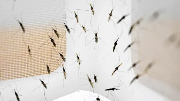More than 26 million malaria infections recorded in DRC in 2025: report