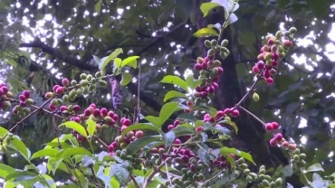 Uganda bumper coffee harvest lifts exports up 18% - regulator