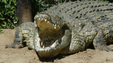 Metal cages to tame killer crocodiles eastern DR Congo