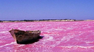 Senegal's 'Pink Lake' recovers its rosy hue, reviving salt trade
