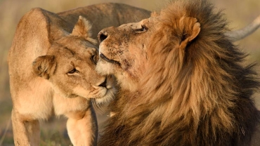 Why Kenya's lion-conservation strategy is a lesson for the world