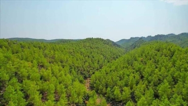 Türkiye's forest cover grows seven times more than area burned in 12 years