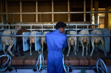 African migrants are the new shepherds of Spain