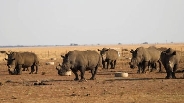Kenyan conservationists celebrate black rhinos' return