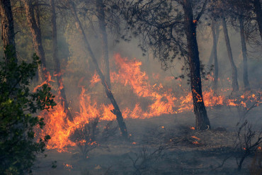 More than 100 people hospitalised, 150 homes damaged in Algeria fires
