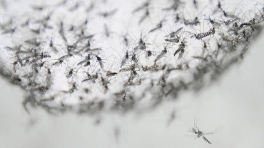 Deadly mosquito invasion