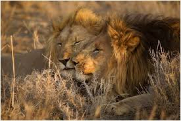 Sabon Salon Safari a Afirka ta Kudu Mai Mayar da Hankali kan Muhalli