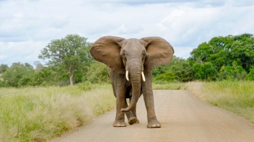 Elephant kills American tourist on Safari ride in Zambia