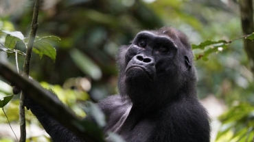 Kingo: DRC's iconic gorilla whose death shocks conservationists