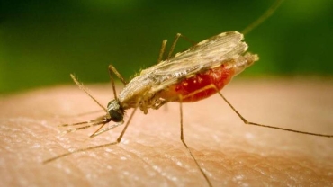 WHO declares Egypt malaria free
