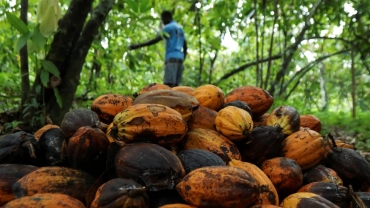 Côte d'Ivoire cocoa farmers call for pricing system overhaul