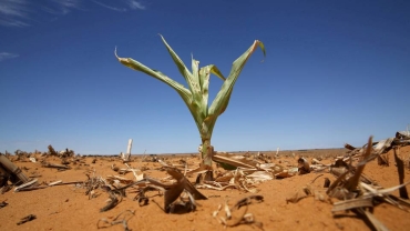 El Nino sparks grain shortage fears in Southern Africa