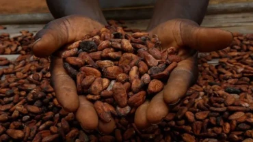 Côte d'Ivoire's main cocoa harvest to decline sharply for third consecutive year, sources say