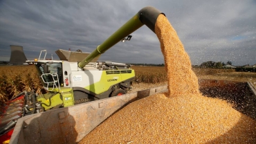 South Africa maize harvest drops by 20%