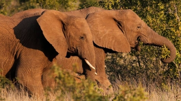 Spanish tourist killed while taking photos of South Africa elephant herd